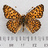  (Melitaea ornata - RVcoll.14-O103)  @15 [ ] Copyright (2015) Martin Gascoigne-Pees Unspecified