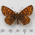  (Melitaea britomartis - RVcoll.14-O125)  @14 [ ] Copyright (2015) Martin Gascoigne-Pees Unspecified