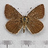  (Polyommatus ripartii - RVcoll.14-O219)  @14 [ ] Copyright (2015) Martin Gascoigne-Pees Unspecified