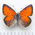  (Lycaena candens - RVcoll14O335)  @13 [ ] Copyright (2015) Martin Gascoigne-Pees Unspecified