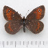  (Erebia rhodopensis - RVcoll14O348)  @14 [ ] Copyright (2015) Martin Gascoigne-Pees Unspecified