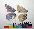  ( - RVcoll.06-G518)  @12 [ ] Butterfly Diversity and Evolution Lab (2014) Roger Vila Institute of Evolutionary Biology