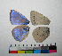  ( - RVcoll.06-G520)  @12 [ ] Butterfly Diversity and Evolution Lab (2014) Roger Vila Institute of Evolutionary Biology