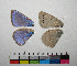  ( - RVcoll.07-Z062)  @12 [ ] Butterfly Diversity and Evolution Lab (2014) Roger Vila Institute of Evolutionary Biology