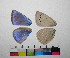  ( - RVcoll.08-J701)  @12 [ ] Butterfly Diversity and Evolution Lab (2014) Roger Vila Institute of Evolutionary Biology