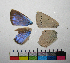  ( - RVcoll.08-J706)  @12 [ ] Butterfly Diversity and Evolution Lab (2014) Roger Vila Institute of Evolutionary Biology
