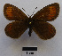  (Erebia christi - RVcoll15O003)  @14 [ ] Copyright (2016) Roger Vila Institut de Biologia Evolutiva (CSIC-UPF), Butterfly Diversity and Evolution Lab