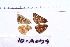  ( - RVcoll.10-A099)  @11 [ ] Copyright (2015) Roger Vila Institut de Biologia Evolutiva (CSIC-UPF), Butterfly Diversity and Evolution Lab