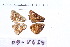  (Spialia rosae - RVcoll.09-V459)  @11 [ ] Copyright (2015) Roger Vila Institut de Biologia Evolutiva (CSIC-UPF), Butterfly Diversity and Evolution Lab