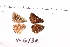  ( - RVcoll.11-G130)  @11 [ ] Copyright (2015) Roger Vila Institut de Biologia Evolutiva (CSIC-UPF), Butterfly Diversity and Evolution Lab