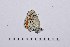 ( - RVcoll14A946)  @12 [ ] Copyright (2016) Roger Vila Institut de Biologia Evolutiva (CSIC-UPF), Butterfly Diversity and Evolution Lab