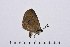 ( - RVcoll14A986)  @12 [ ] Copyright (2016) Roger Vila Institut de Biologia Evolutiva (CSIC-UPF), Butterfly Diversity and Evolution Lab