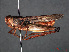  (Stenobothrus fischeri - RMNH.INS.546269)  @11 [ ] CreativeCommons - Attribution Non-Commercial Share-Alike (2013) Unspecified Naturalis Biodiversity Center