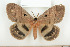  (Jana eurymas - BC-TB7984)  @15 [ ] Copyright (2010) Thierry Bouyer Research Collection of Phillipe Leonard