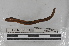  (Martiodrilus sp. TD083 - EW-MI15-0138)  @13 [ ] CreativeCommons - Attribution Non-Commercial Share-Alike (2015) Thibaud Decaens Universite Montpellier, CEFE Lab