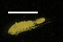  (Arctodiaptomus cf. dorsalis 1 - CH774-B06)  @11 [ ] CreativeCommons  Attribution Non-Commercial Share-Alike (2015) Martha Valdez-Moreno El Colegio de la Frontera Sur