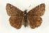  (Erynnis persius - EZ1081CNC)  @14 [ ] Unspecified (default): All Rights Reserved  Unspecified Unspecified