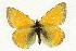  (Colias canadensis - EZ1156CNC)  @13 [ ] Unspecified (default): All Rights Reserved  Unspecified Unspecified