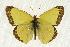  (Colias gigantea - rlayberry75)  @15 [ ] Unspecified (default): All Rights Reserved  Unspecified Unspecified