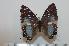  (Charaxes bwete - BC-Basq1631)  @13 [ ] Unspecified (default): All Rights Reserved  Unspecified Unspecified