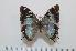  (Charaxes subrubidus - BC-Basq1644)  @14 [ ] Unspecified (default): All Rights Reserved  Unspecified Unspecified