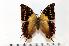  (Charaxes cowani - BC-Basq1721)  @14 [ ] Unspecified (default): All Rights Reserved  Unspecified Unspecified