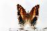  (Charaxes saturnus - BC-Basq1747)  @13 [ ] Unspecified (default): All Rights Reserved  Unspecified Unspecified