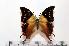  (Charaxes antamboulou - BC-Basq1752)  @14 [ ] Unspecified (default): All Rights Reserved  Unspecified Unspecified