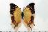  (Charaxes betsimisaraka - BC-Basq1765)  @15 [ ] Unspecified (default): All Rights Reserved  Unspecified Unspecified