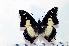  (Charaxes superbus - BC-Basq1835)  @14 [ ] Unspecified (default): All Rights Reserved  Unspecified Unspecified