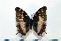  (Charaxes etheocles ochracea - BC-Basq1841)  @14 [ ] Unspecified (default): All Rights Reserved  Unspecified Unspecified