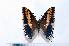  (Charaxes jasius - BC-Basq1856)  @14 [ ] Unspecified (default): All Rights Reserved  Unspecified Unspecified