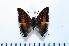  (Charaxes tectonis - BC-Basq1883)  @13 [ ] Unspecified (default): All Rights Reserved  Unspecified Unspecified