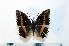  (Charaxes octavus - BC-Basq1906)  @13 [ ] Unspecified (default): All Rights Reserved  Unspecified Unspecified