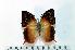  (Charaxes nicati - BC-Basq1908)  @13 [ ] Unspecified (default): All Rights Reserved  Unspecified Unspecified