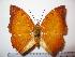  (Charaxes distincta - BC-Basq 1909)  @15 [ ] Unspecified (default): All Rights Reserved  Unspecified Unspecified