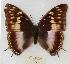  (Charaxes ochracea - BC-EV0604)  @14 [ ] Unspecified (default): All Rights Reserved  Unspecified Unspecified