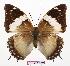  (Charaxes murphyi - BC-EV0686)  @15 [ ] Unspecified (default): All Rights Reserved  Unspecified Unspecified