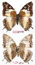  (Charaxes cedreatis gha01 - BC-EV0723)  @13 [ ] Unspecified (default): All Rights Reserved  Unspecified Unspecified