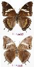  (Charaxes prettejohni - BC-EV0727)  @16 [ ] Unspecified (default): All Rights Reserved  Unspecified Unspecified