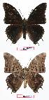  (Charaxes cedreatis gui01 - BC-EV0739)  @13 [ ] Unspecified (default): All Rights Reserved  Unspecified Unspecified