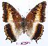  (Charaxes phoebus - BC-EV0757)  @14 [ ] Unspecified (default): All Rights Reserved  Unspecified Unspecified