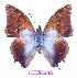  (Charaxes lactetinctus ungenmachi - BC-EV0764)  @14 [ ] Unspecified (default): All Rights Reserved  Unspecified Unspecified