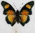  (Charaxes fournierae - BC-EV0772)  @15 [ ] Unspecified (default): All Rights Reserved  Unspecified Unspecified