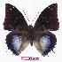  (Charaxes xiphares - BC-EV0786)  @15 [ ] Unspecified (default): All Rights Reserved  Unspecified Unspecified