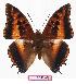  (Charaxes druceanus katamayu - BC-EV0794)  @15 [ ] Unspecified (default): All Rights Reserved  Unspecified Unspecified