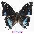  (Charaxes etesipe - BC-EV0796)  @15 [ ] Unspecified (default): All Rights Reserved  Unspecified Unspecified