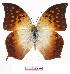  (Charaxes acuminatus - BC-EV0799)  @15 [ ] Unspecified (default): All Rights Reserved  Unspecified Unspecified