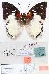  (Charaxes hadrianus - BC-EV0800)  @13 [ ] Unspecified (default): All Rights Reserved  Unspecified Unspecified