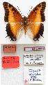  (Charaxes pollux - BC-EV0802)  @15 [ ] Unspecified (default): All Rights Reserved  Unspecified Unspecified